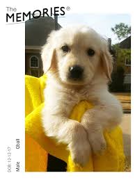 Find your new family member today, and discover the puppyspot difference. Texas Akc Champion Bloodlines Golden Retriever Puppy Pets And Animals In Texas Houston