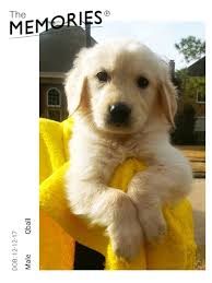Puppies are limited akc registration, which means they are adpoted as beloved pets and not for breeding purposes. Texas Akc Champion Bloodlines Golden Retriever Puppy Pets And Animals In Texas Houston
