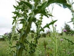 7 common weeds that look like grass. Thistles Toughest Thugs Of The Weed World Able To Repel Norse Invaders