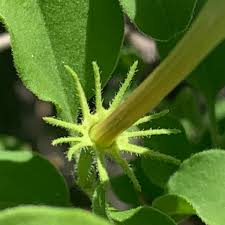 Image result for Jasminum stenolobum