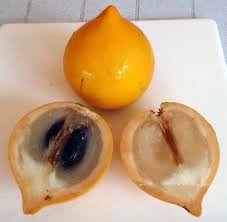 Angelo finocchiaro for the compilation of tropical fruit information and tropical fruit photographs. Abiu Fruit It S A Creamy Sweet Caramel Vanilla Flavour A Treat When Eaten Slightly Chilled When Ripe The Coat Turn Fruit Health Benefits Fruit Facts Fruit