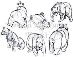 Pin By Sydney Hill On Anatomia Comparada Expresion Animal Drawings Animal Study Bear Drawing