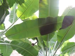 Image result for Musa acuminata