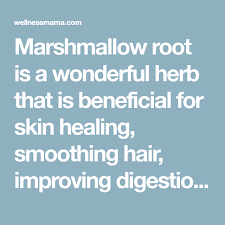 How To Use Marshmallow Root For Better Health Recipe Homopathic Remedies Marshmallow Root Skin Healing