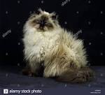 Persian cat - Wikipedia
