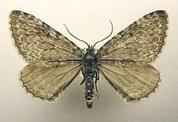 Image result for Entephria polata