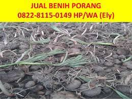 Check spelling or type a new query. Jual Bibit Porang Muaro Jambi 0822 8115 0149