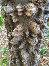Image result for Zanthoxylum chalybeum