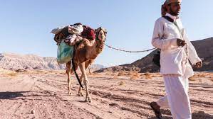 Camels form the genus camelus. A Beginner S Guide To The Art Of Shopping For A Camel Adventure Com