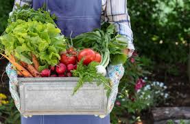 We have a lot of wind, so i still tend to keep seedlings near our home or cold frame until start these seeds directly in the garden in spring, or start indoors and transplant at the times listed. Want To Start A Vegetable Garden Here S How According To Science Discover Magazine