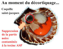 Elle passe au minimum une nuit en bassins oxygénés afin de la purifier de tout résidu. Saint Jacques Coquillage De Tous Les Desirs