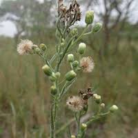 Image result for Litogyne gariepina