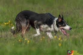 Tricolor Short Hair Working Bc Animal Drawings Dogs Border Collie