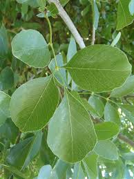 Image result for Fraxinus velutina