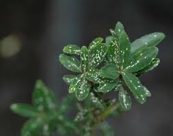 Image result for Euonymus Scale