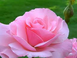 Image result for    