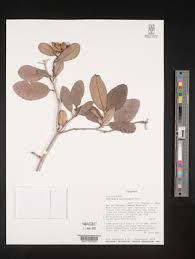 Image result for Tetracera boiviniana