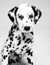 Black And White Spotted Dog Staring Dalmations Dogs Puppies Eace H U M A N Nymanacoustics N2tv Dalmatian Puppy Dalmatian Dogs Puppies