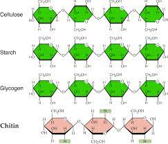 Polysaccharides What Are Polysaccharides And Its Classify Teaching Chemistry Biochemistry Organic Chemistry