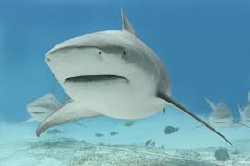 Carnívoros desde el útero un tiburón toro es capaz de alcanzar hasta 3 metros y medio de largo y pesar alrededor de los. Buceo Con Tiburones Scuba Diving In Playa Del Carmen