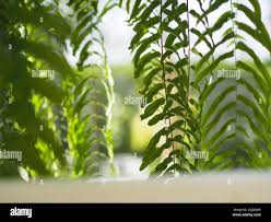 Image result for Lomariopsidaceae