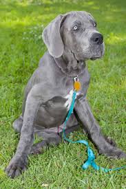 If you are looking to adopt or buy a great dane take a look here! European Great Dane Puppies For Sale Dogable
