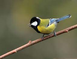 Green-backed Tit – Wildventures
