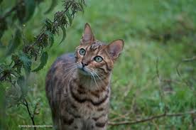 To be shown, the international cat association (tica) accepts only cats of f4 or. Bengal Cat Facts Bengal Cat World