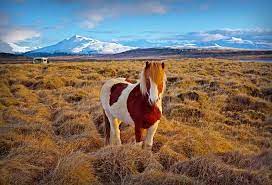 Photo Contests Digital Photography Digital Photo Sharing At Viewbug Photography Contest Horses Photography Contests Icelandic Horse