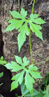 Image result for Diplocyclos tenuis