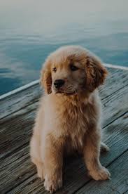Dog Info Are Readily Available On Our Site Read More And You Will Not Be Sorry Dog Info Read Read In 2020 Cute Dog Wallpaper Cute Animals Cute Dogs And Puppies