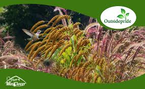 Image result for Setaria kagerensis