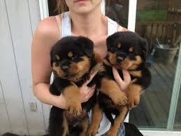 Have you ever wondered if. Pin On Rotties