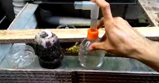 .dari botol aqua bekas, budidayaikanhias com cara membuat aquarium dari plastik sangat simple sekali hanya dengan menyiapkan bahan bahan utama pembuatan aquarium seperti botol plastik bekas toples ataupun. Cara Membuat Filter Aquarium Menggunakan Aerator Diy Sederhana Hobinatang