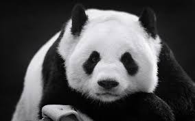 Wallpaper panda lucu hitam putih the best hd wallpaper. Microsoft Rilis Tema Panda Bears Ayo Download Winpoin