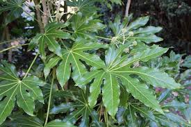 Image result for Araliaceae