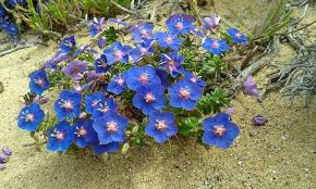 Image result for Lysimachia monelli