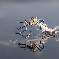 They only lay eggs on water that is still. Lake Pond Mosquito Control The Pond Guy