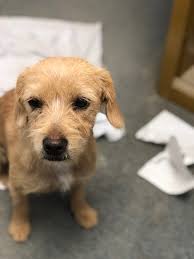 Found older yellow labrador in Madera Ranchos