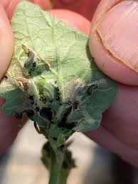 Image result for Pinworm