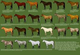 Part 3 Bay Horse Color Chart Horse Coloring Horses