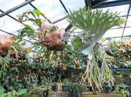Maybe you would like to learn more about one of these? Staghorn Fern Platycerium Bifurcatum Wisconsin Horticulture