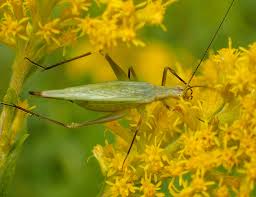 Cricket, sony six, espn cricket, star cricket, geo super, bt sports uk, ghazi tv (gtv), super sports, and fox sports, tsn canada, sport tv portugal, bien sports france, more. Snowy Tree Cricket Space For Life