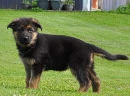 Maybe you would like to learn more about one of these? Black And Red German Shepherd Puppy For Sale In Utica New York Classified Americanlisted Com