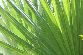 Check spelling or type a new query. Washingtonia Robusta Petticoat Palme Washingtonpalme Pflege Gartendialog De