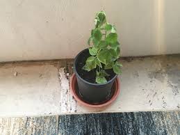 Mosaics, but black raspberries are. I Tried To Grow Raspberries In A Container Pot And Failed Miserably Here S What I Should Have Done Instead Cooking Light