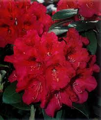 Maybe you would like to learn more about one of these? Jars V47n1 Dexter Rhododendron Secrets