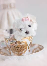 Teacup morkie puppies for sale in florida. Toy Maltese Puppies In South Florida At Teacups Puppies And Boutique Teacup Puppies Boutique