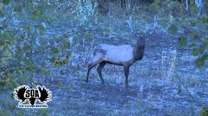 utah bull elk taken by steve west with a powerbelt bullet