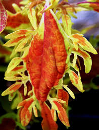 Check spelling or type a new query. Pin On I Love Flowers Birds Butterflies